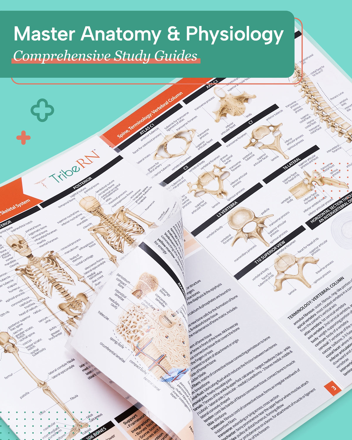 Anatomy &amp; Physiology Study Guides - Set of 10