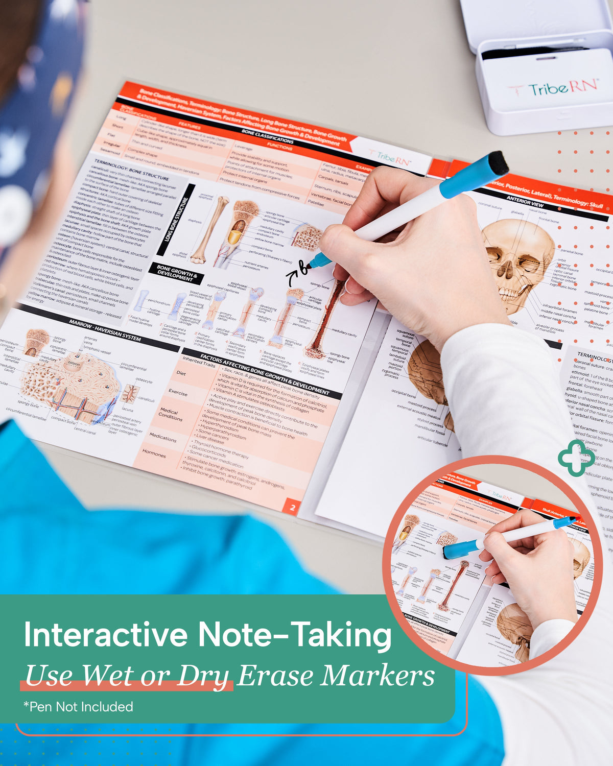 Anatomy &amp; Physiology Study Guides - Set of 10