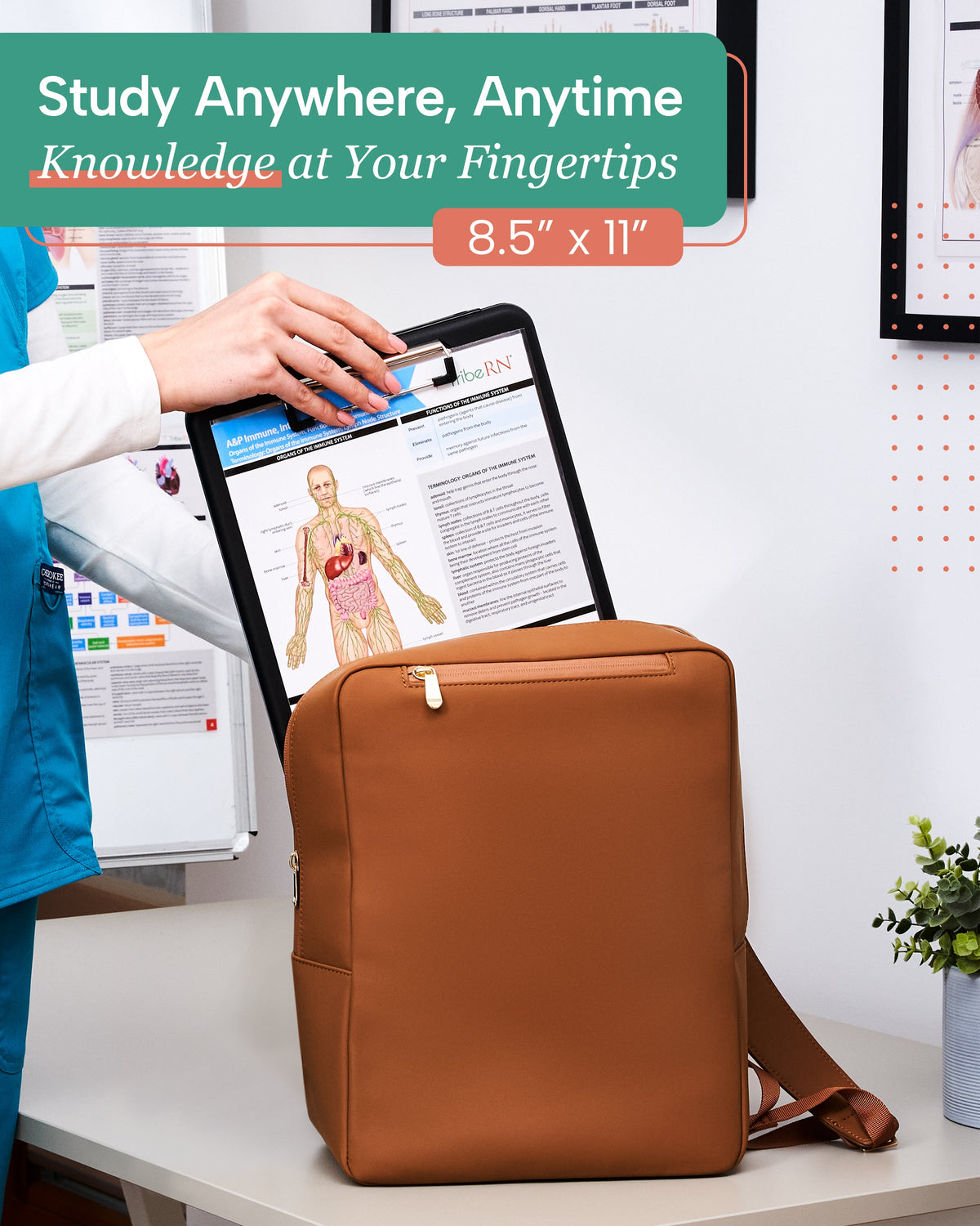 Anatomy &amp; Physiology Study Guides - Set of 10